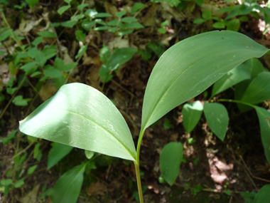 Longues feuilles pétiolées, groupées par 2. Agrandir dans une nouvelle fenêtre (ou onglet)